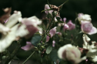 Close-up of insect on pink flowering plant