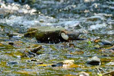 View of fish in sea