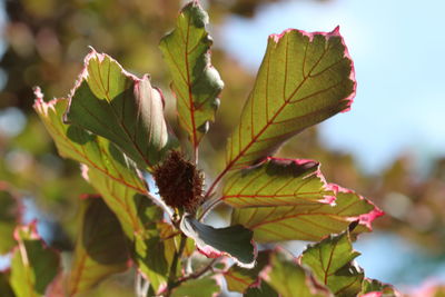 Close-up of leaves on plant during autumn