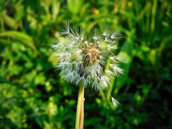 Close-up of dandelion on plant