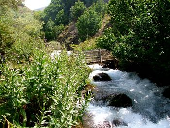 River flowing through forest