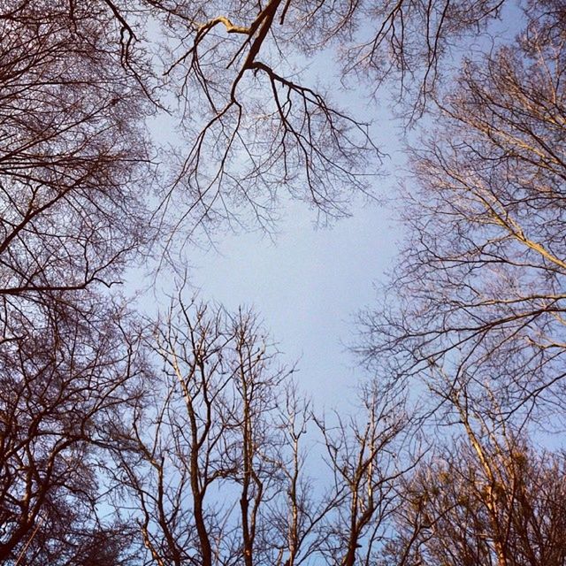 tree, branch, bare tree, low angle view, tranquility, nature, sky, beauty in nature, scenics, tranquil scene, growth, silhouette, clear sky, outdoors, no people, day, tree trunk, forest, idyllic, non-urban scene