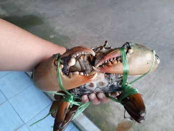 Big crab surat thailand 