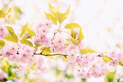 Close-up of pink flowers