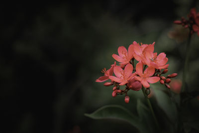 Bouquet of red flowers in nature