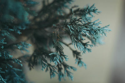 Close-up of pine tree during winter