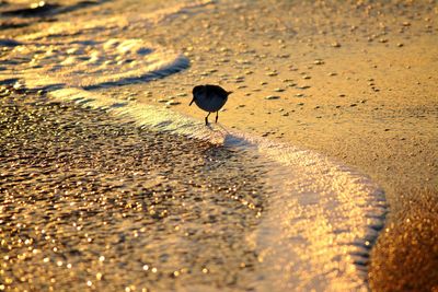 View of bird on beach