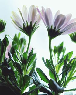 Close-up of flowers blooming outdoors