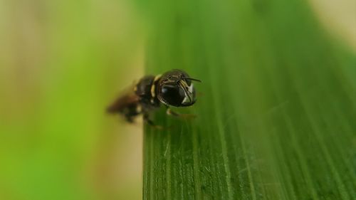 Close-up of insect on leaf