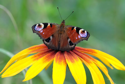Peacock eye butterfly is sitting on the yellow flower above blur green background on summer day