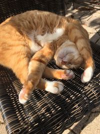 High angle view of ginger cat sleeping