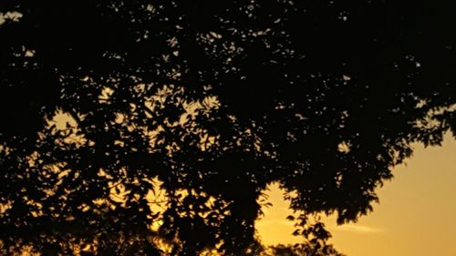 Silhouette trees against sky at night