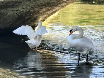 Swans on a lake