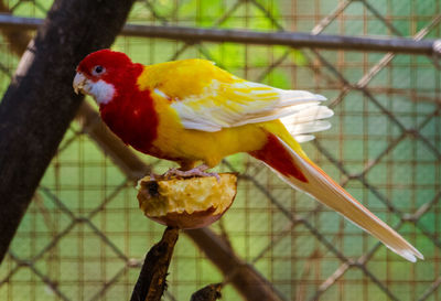 Close-up of parrot perching on tree in cage