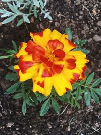 Close-up of yellow flower