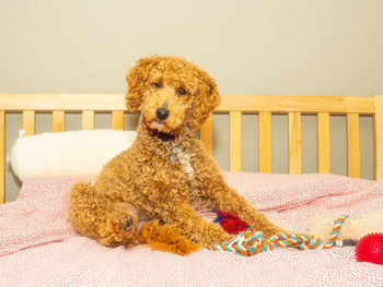 Puppy sitting on bed