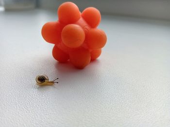 Close-up of snail on table