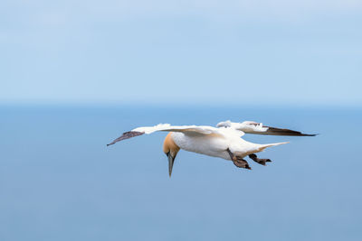 Seagull flying in the sky