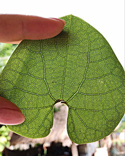 Close-up of green leaves on plant