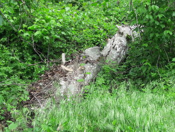 Plants on field in forest