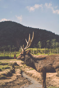 View of deer on field against sky