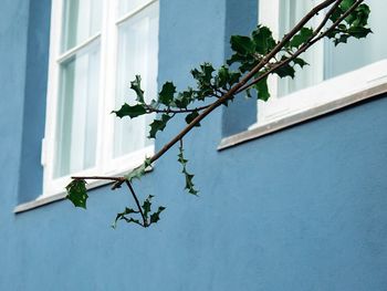 Low angle view of ivy growing on building