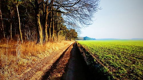 Scenic view of agricultural field against clear sky