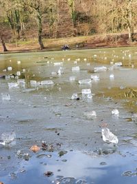 View of birds in water