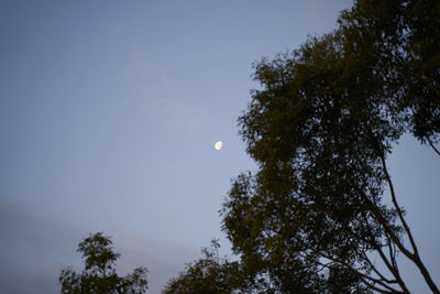 Low angle view of silhouette tree against sky at dusk