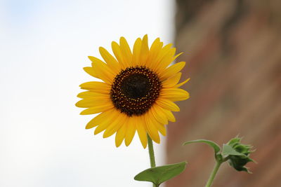 Close-up of sunflower against white background