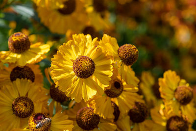 Close up of common sneezeweed flowers in bloom