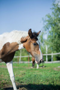 Full length of a horse standing on field against sky