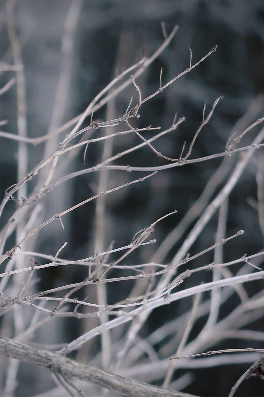 FULL FRAME SHOT OF SNOW ON PLANT