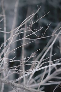 Close-up of snow on plant