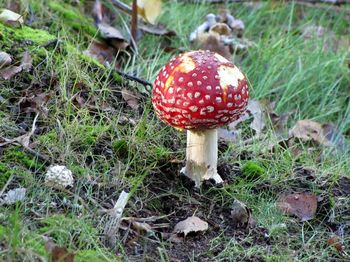 Close-up of fly agaric mushroom on field