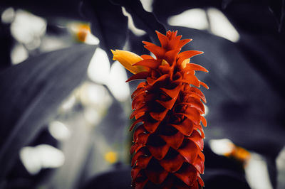 Close-up of orange flowering plant