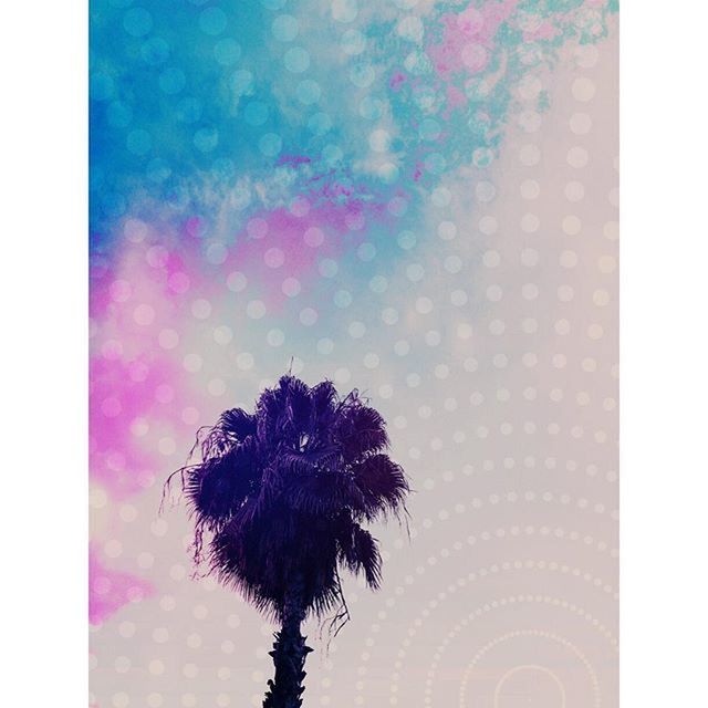 transfer print, auto post production filter, low angle view, palm tree, sky, growth, tree, nature, digital composite, beauty in nature, flower, outdoors, no people, fragility, silhouette, close-up, purple, day, pattern, glass - material