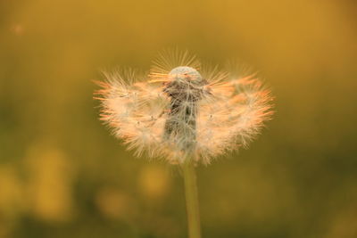 Close-up of dandelion flower