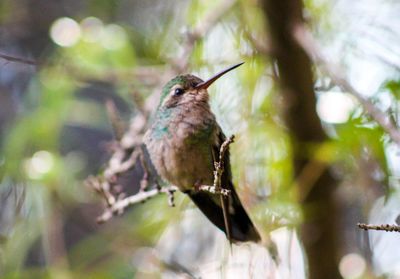 Close-up of bird perching on branch