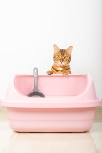 A red cat peeks out from behind a litter box. vertical shot.