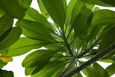 Low angle view of palm tree leaves