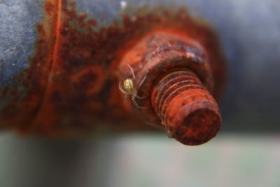 Close-up of snail