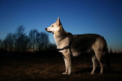 Side view of a dog looking away on field