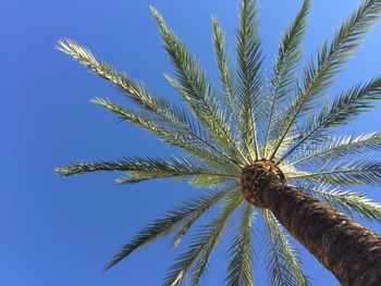 Low angle view of palm trees against blue sky