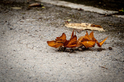 Close-up of dry autumn leaf on road