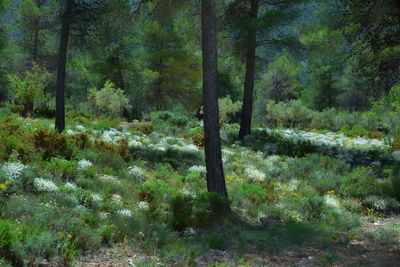 Trees in forest