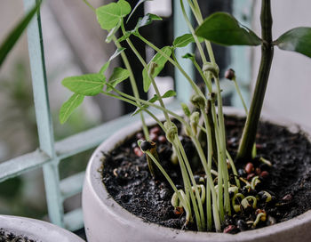 Close-up of potted plant