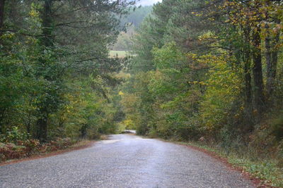 Road amidst trees in forest