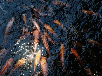 Close-up high angle view of koi fish in water