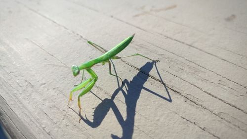 Close-up of grasshopper on wood